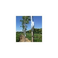 QT-2021插针式植物茎流系统