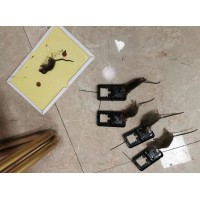 一定要灭老鼠的原因