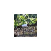 QT-2022包裹式植物茎流系统