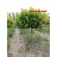 80公分高杆卫矛  1.5、1.8米高杆卫矛规格齐全