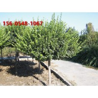 北方工程苗木 1.8米、2米高杆卫矛球 成活率高