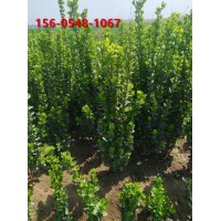 苗圃基地出售 60公分、80公分、1.5米北海道黄杨